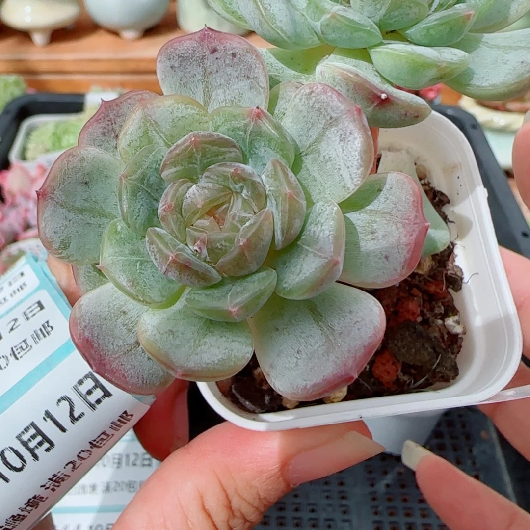 花语逸镜1012-341白恋老庄