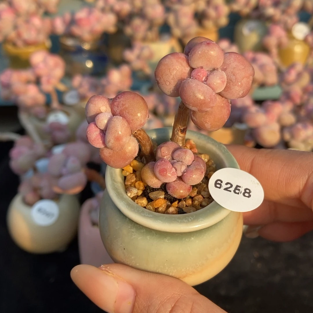 6258糖果腰子蛋带盆土