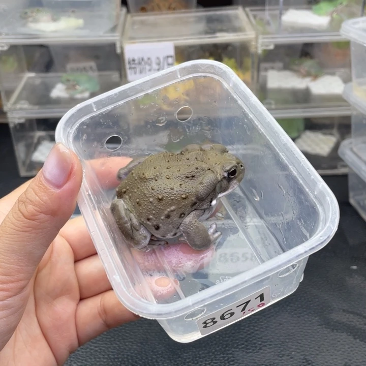 端***午角蛙石头姐姐沙蟾蜍8671