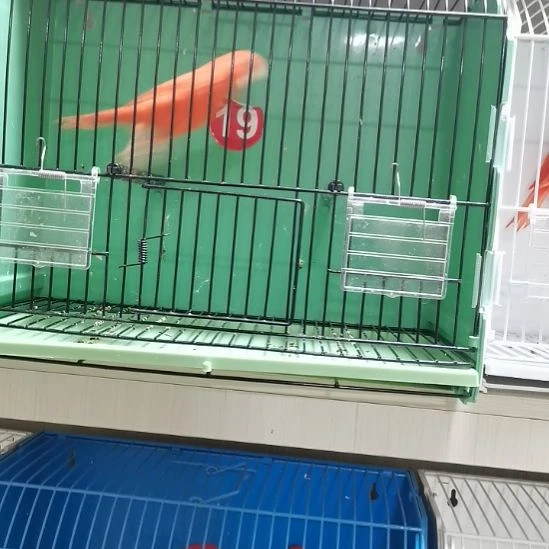 心***善玄凤鹦鹉/鸡尾鹦鹉精品大红袍公一只种鸟