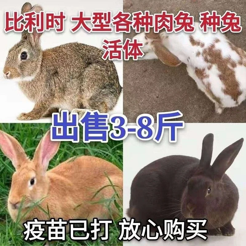 兔子活体大型肉兔新西兰白兔活物月月兔可繁殖食用散养成年种兔子