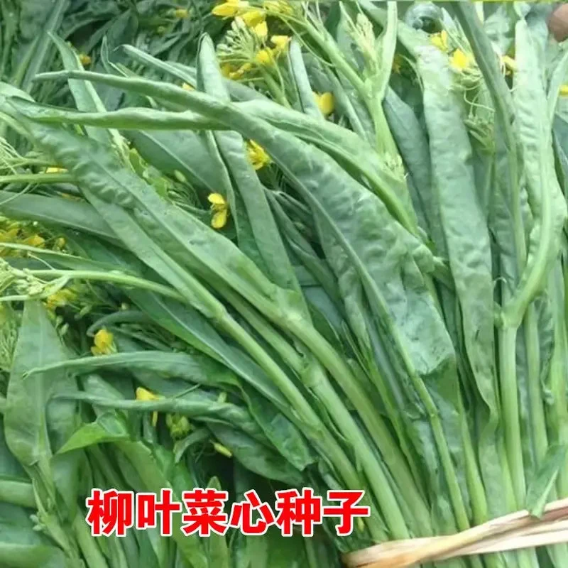 多芽柳叶甜菜心种子菜苔种子甜脆菜心种籽阳台