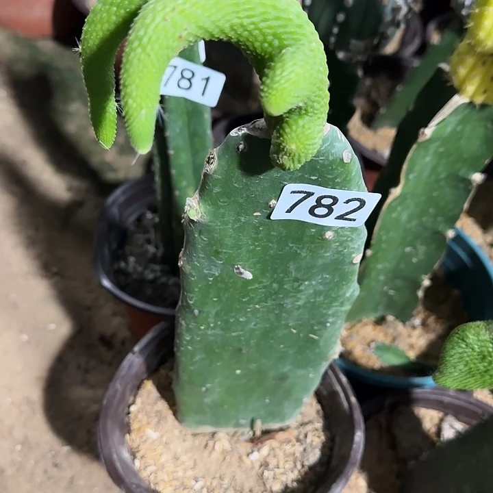 无花朵嫁接青蛇尾巴782
