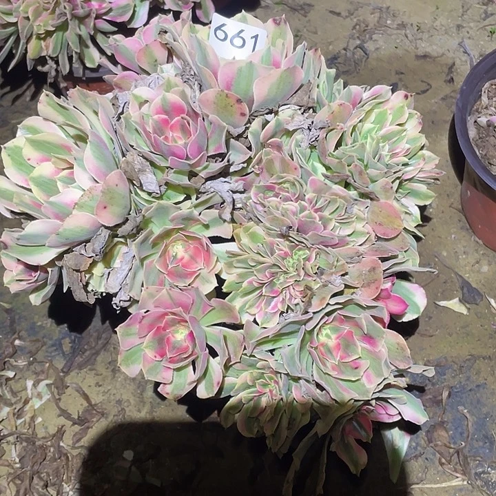 多肉植物断枝不包661女巫缀