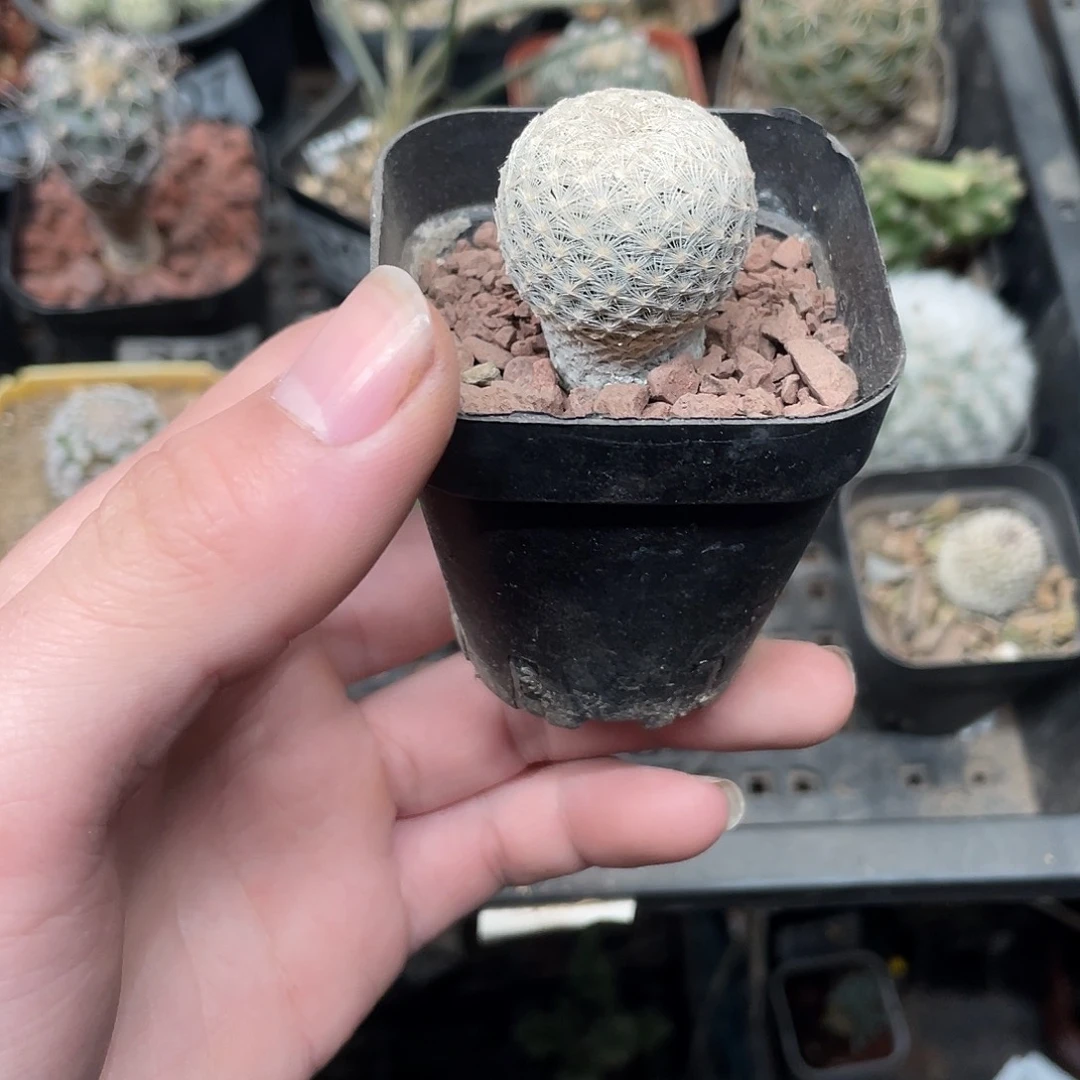 409白岳丸（满18包邮）