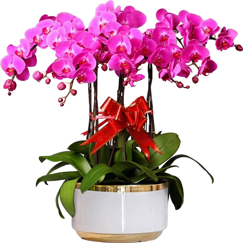 长沙实体花店蝴蝶兰盆栽真鲜花骑手配送年宵公司领导客户乔迁搬家