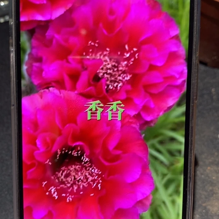 香香81号6.5公分左右