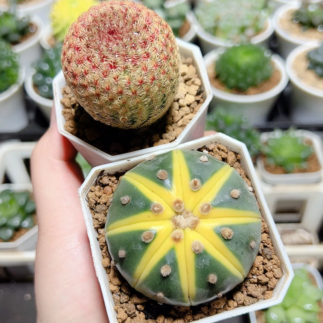 红太阳➕星兜锦原盆原土