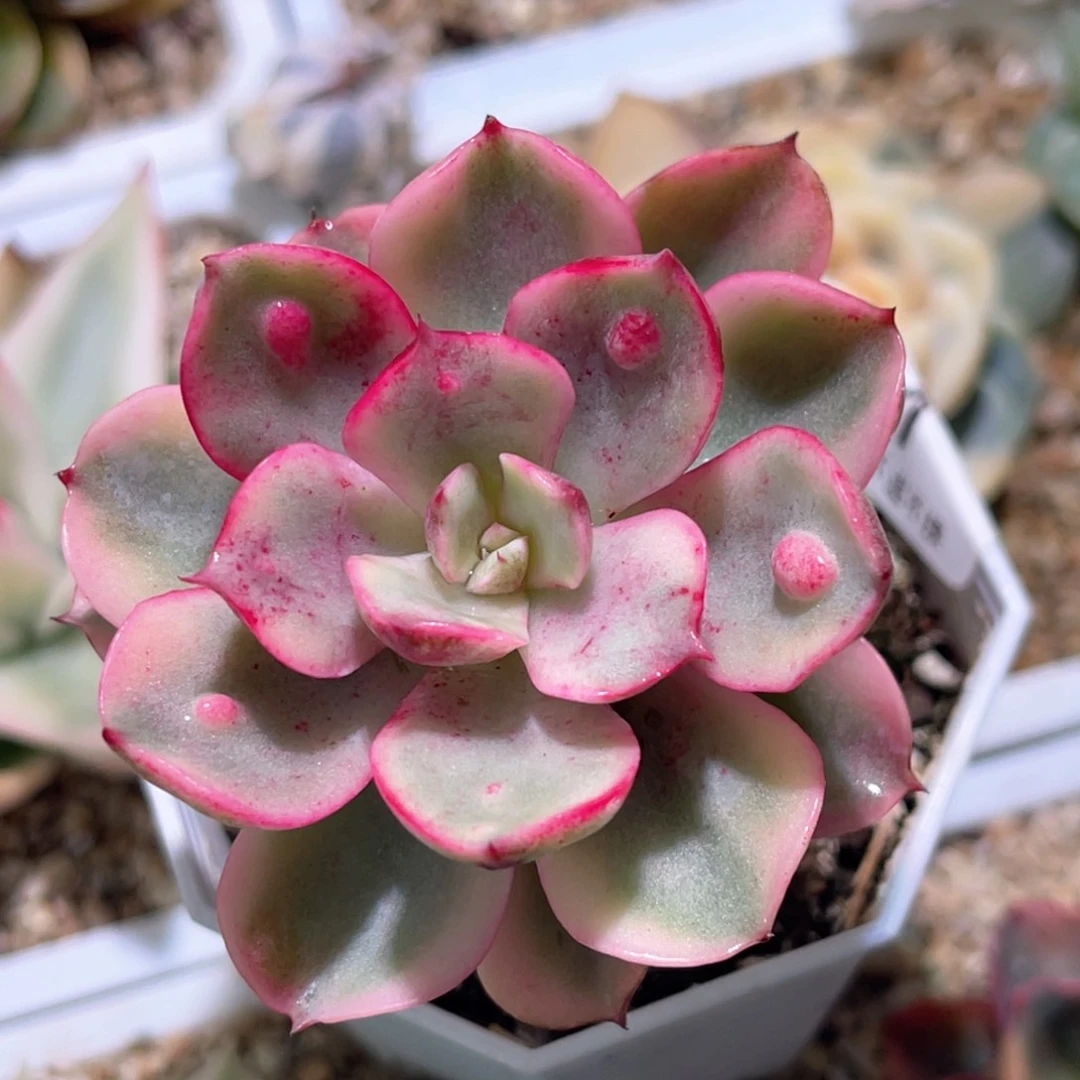 多肉特价雨滴锦7011