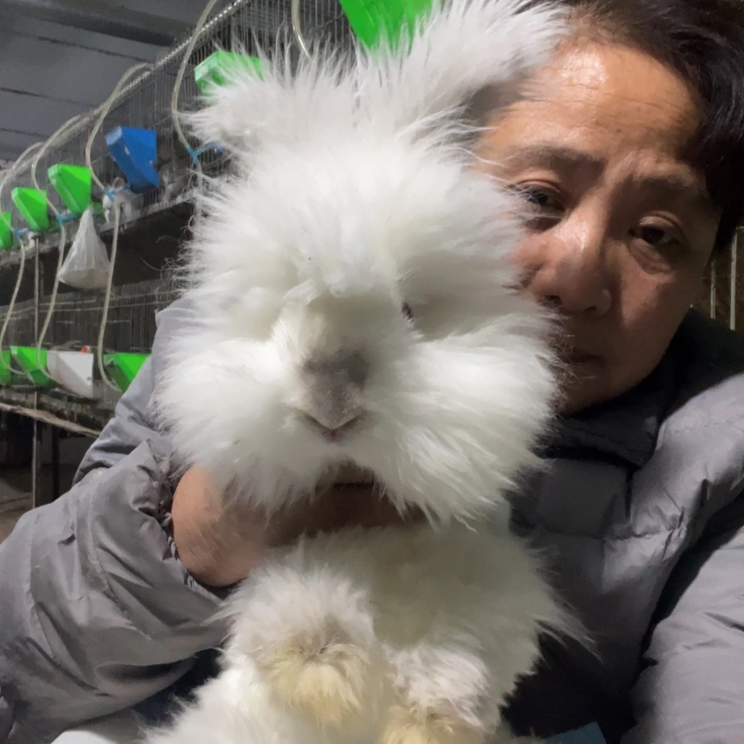 卷***发双血统英系安拉兔子