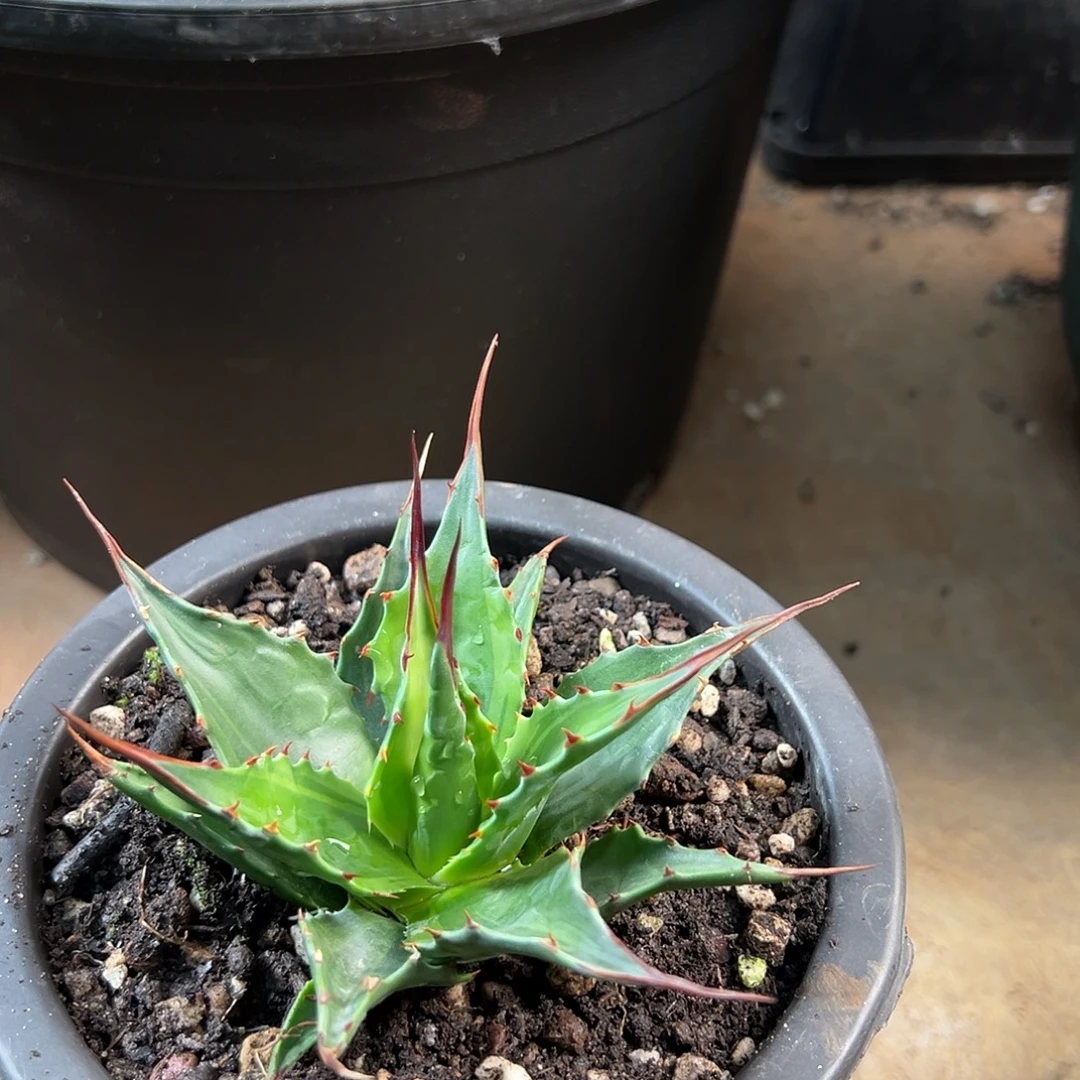 无花朵多肉植物蒙塔纳浅覆