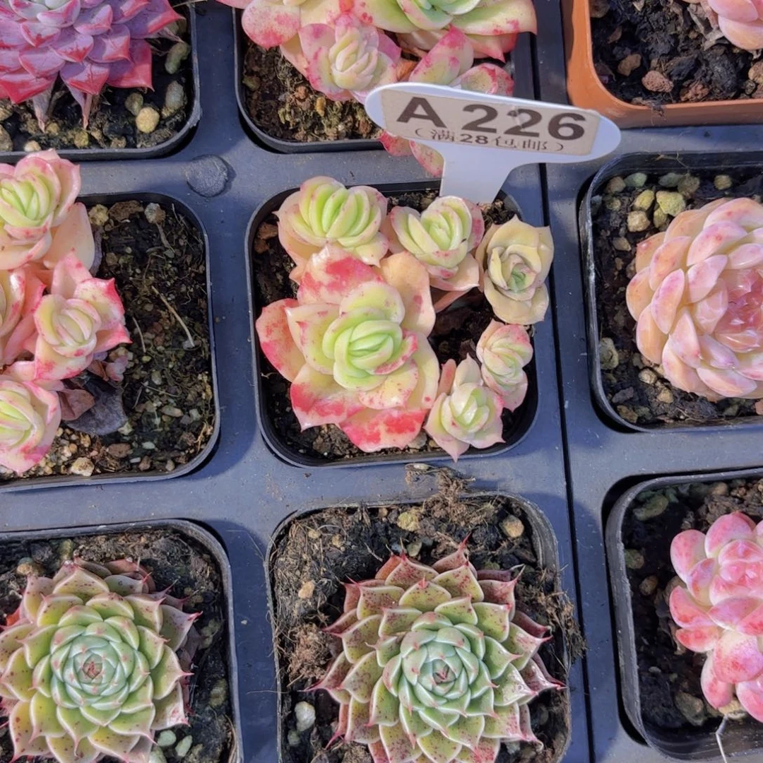 A226冰玫瑰锦一物一拍