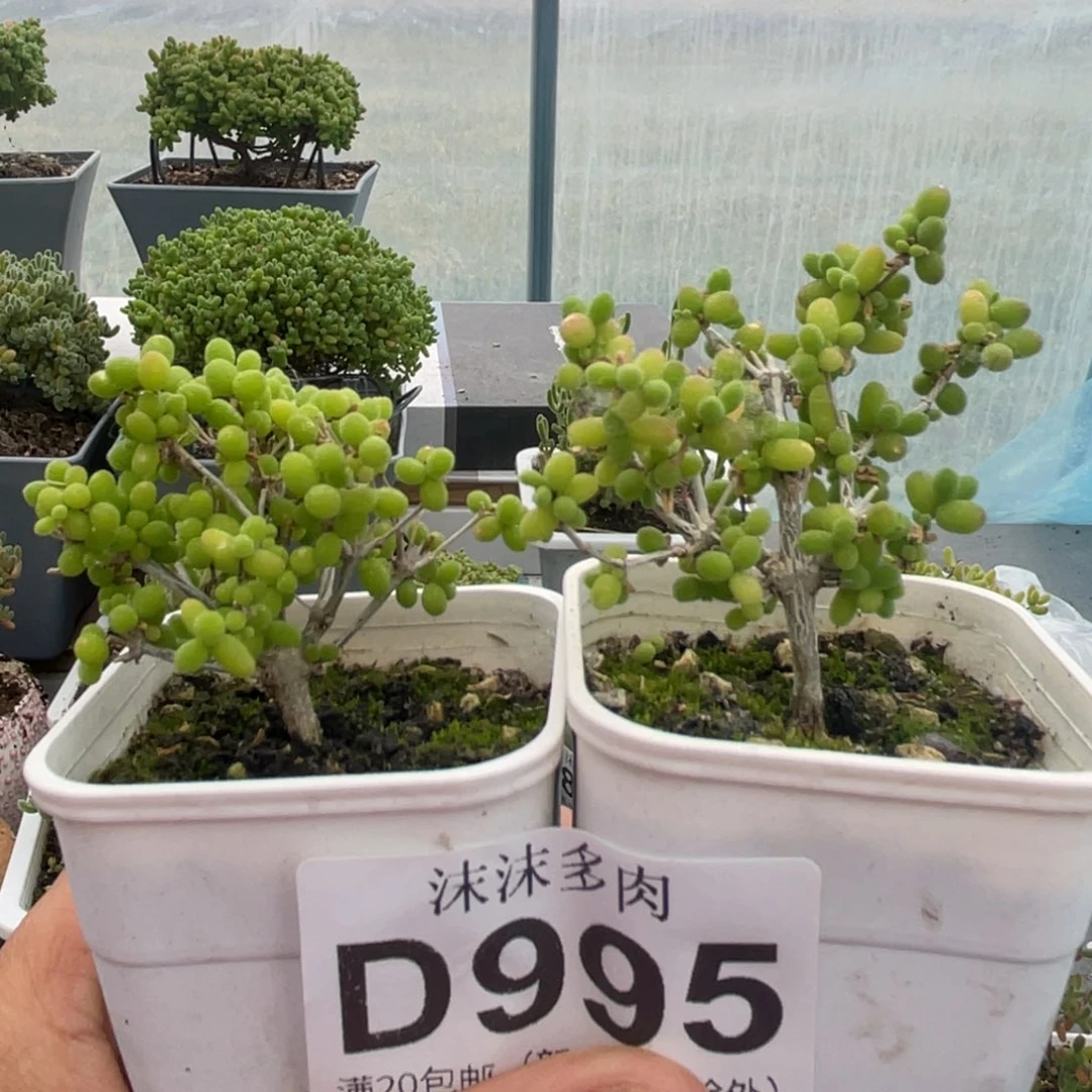 L****$995米粒枝干番杏