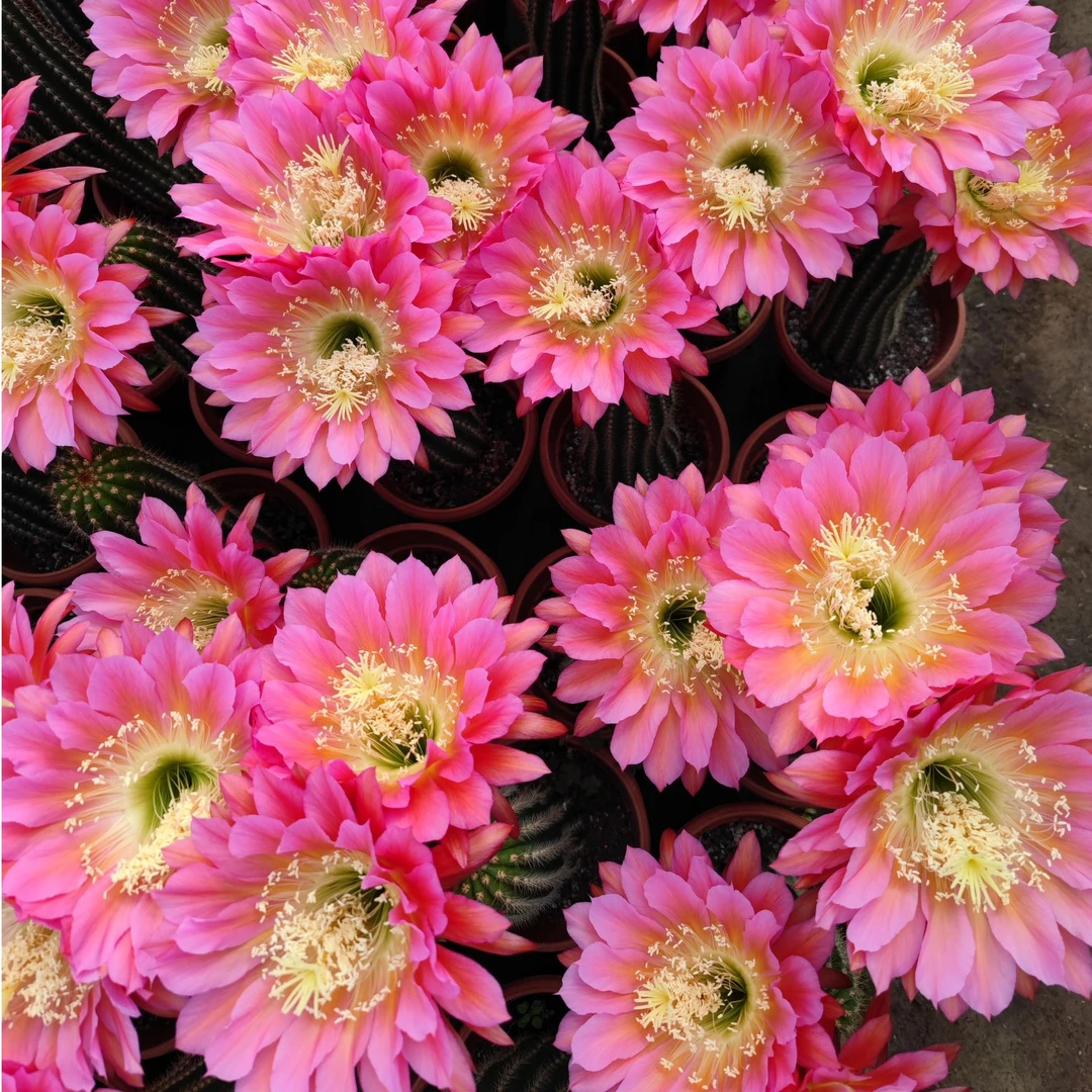 仙人球品种综合小齐自有现货出售开花漂亮