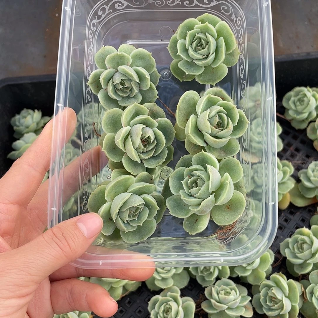 糕大上多肉植物501