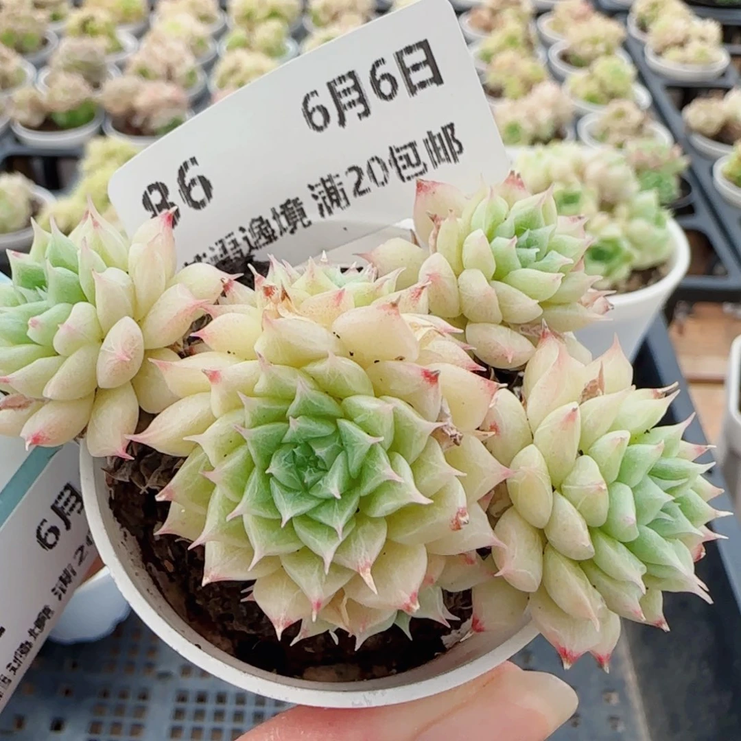 花语逸镜0606-86散