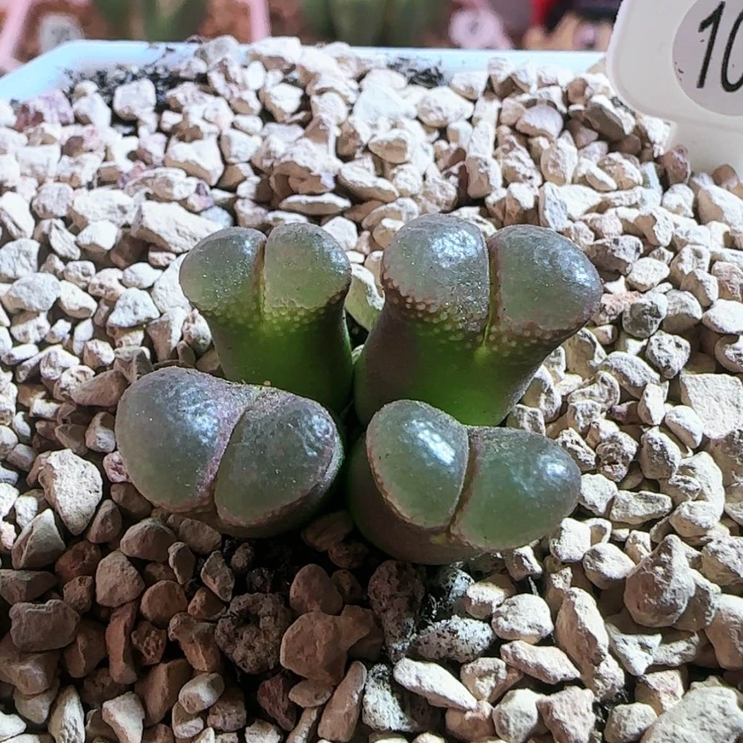 【闪购商品】11112222333