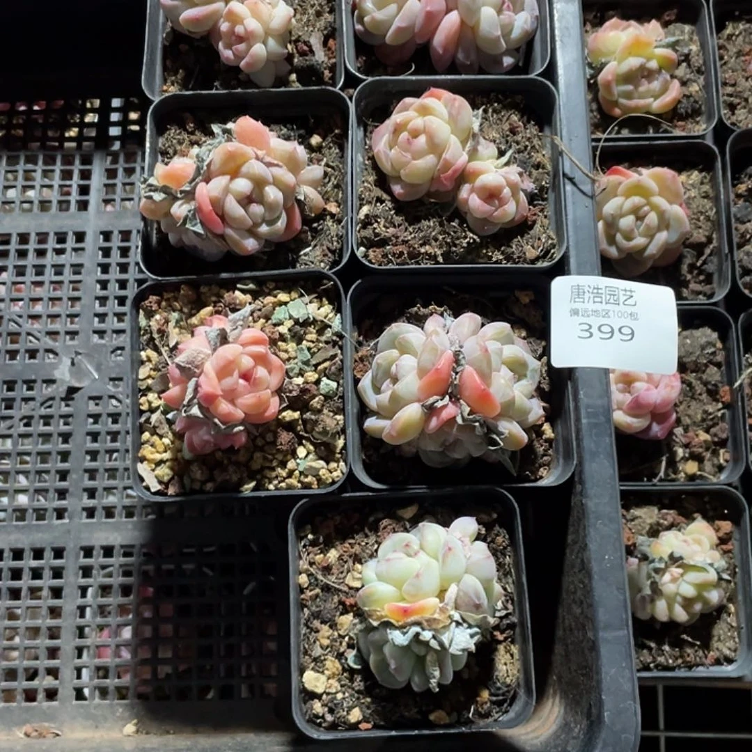 恭***?糖心一物一拍399