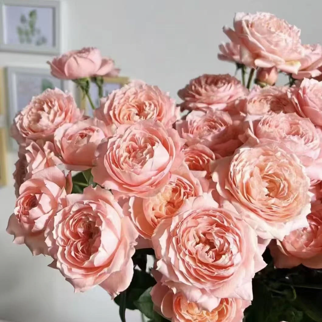 【植迷不误】朱丽叶塔玫瑰 居家 花束 插花 云南鲜花 基地包邮直发