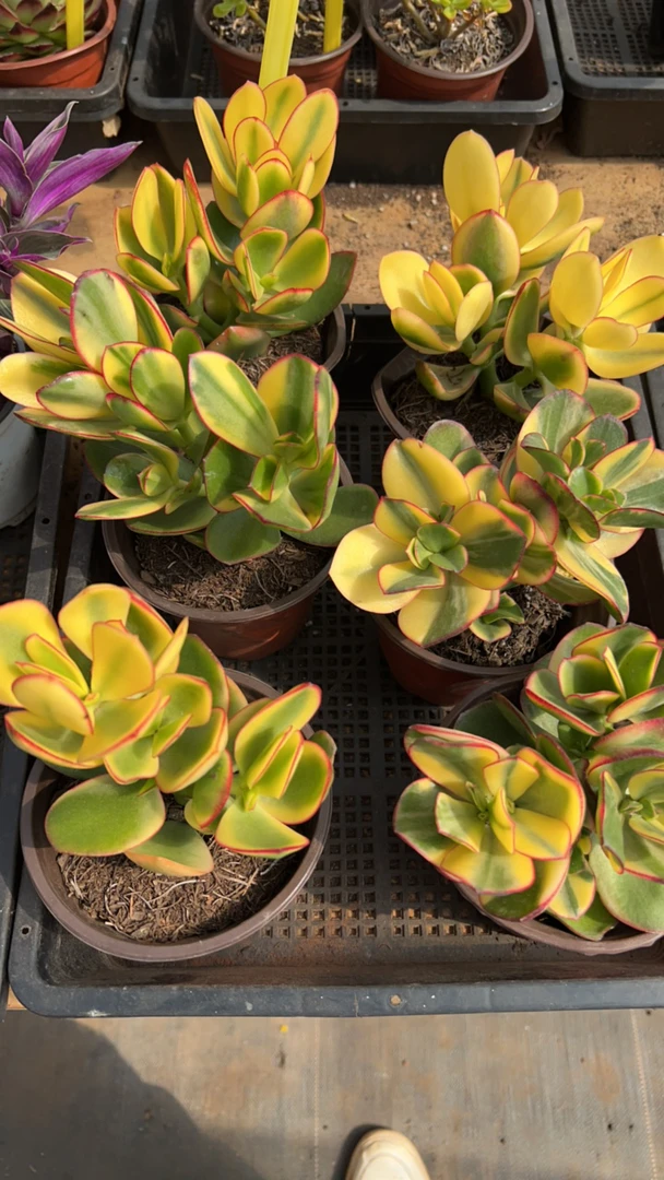 【新华月锦  满足9.99包邮】阳台办公室庭院老桩盆栽多肉植物