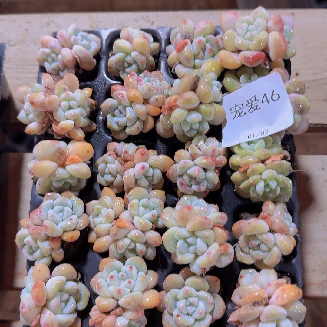 直播福利一物一拍46