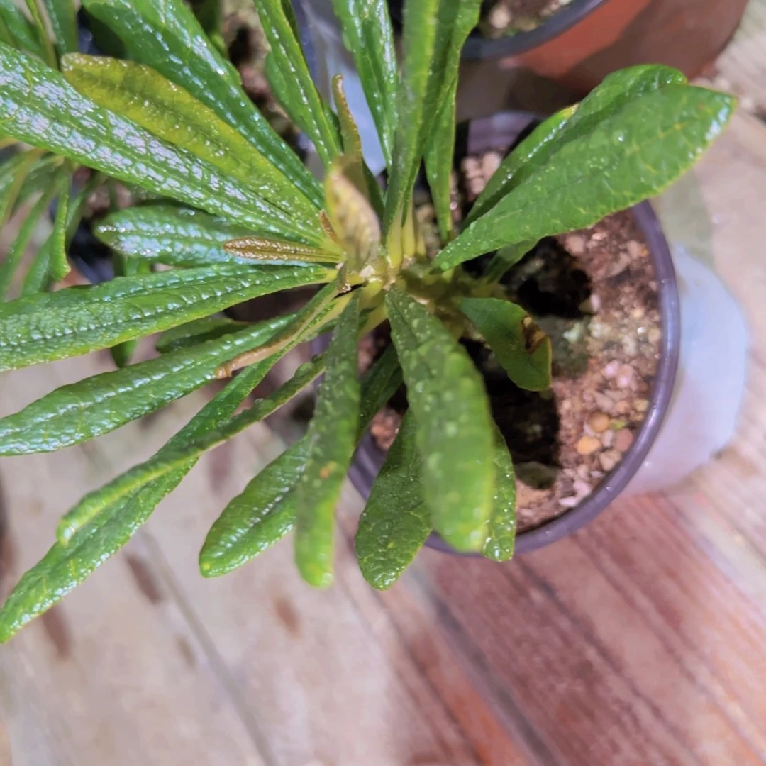 老***.块根植物块根植物