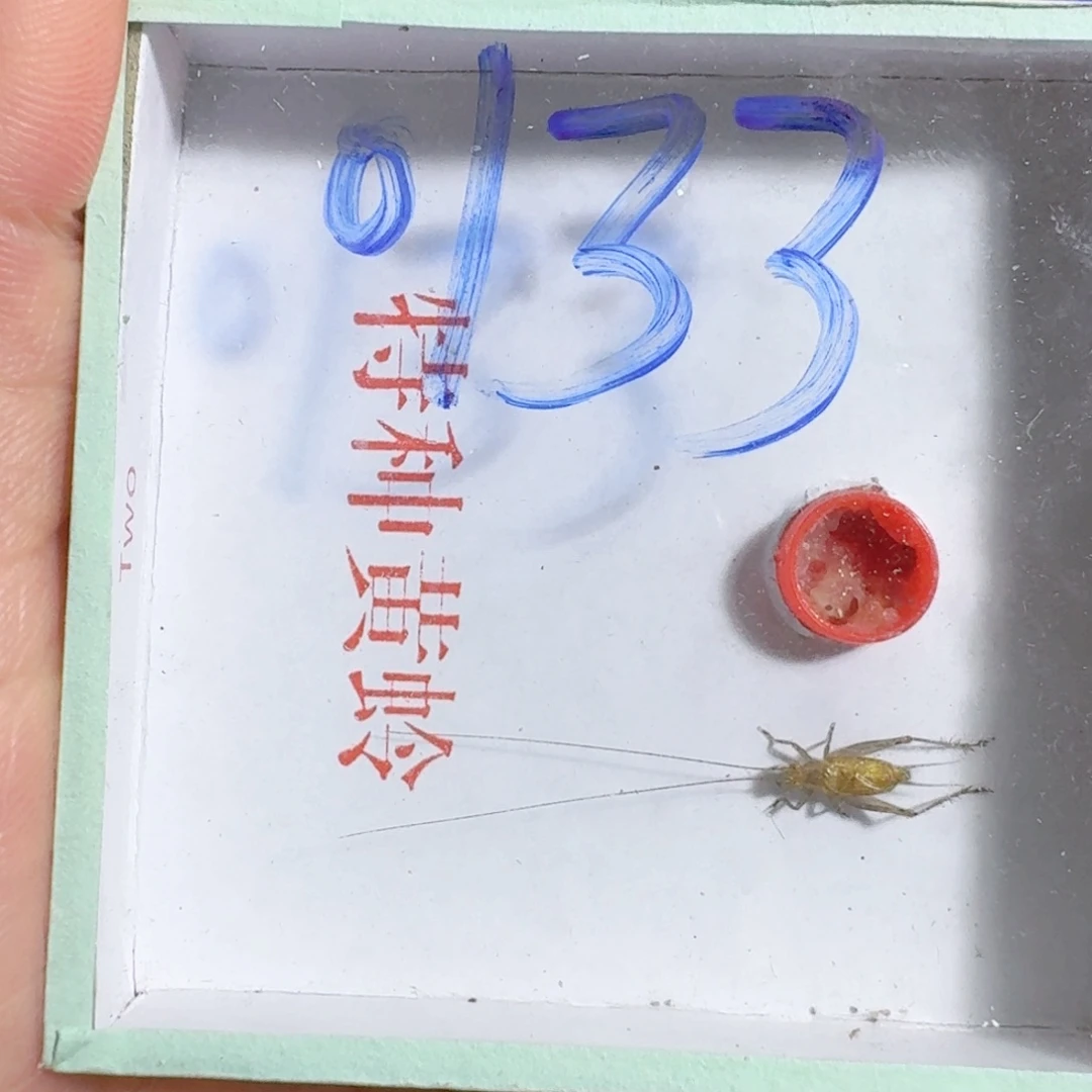 坟***鬼蟋蟀蝈蝈我在外面吃饭呢
