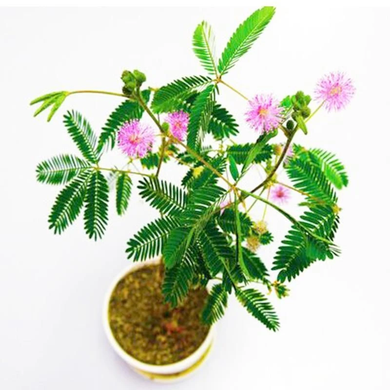 含羞草种子 害羞草庭院室内阳台盆栽观叶花卉植物四季种易活