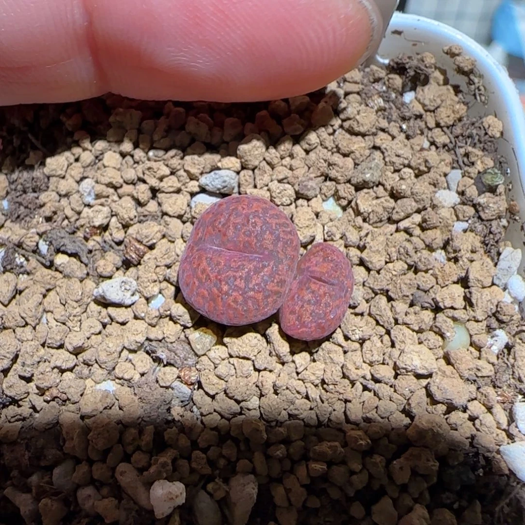 肉锥多肉植物百科-ap正红色勋章1592
