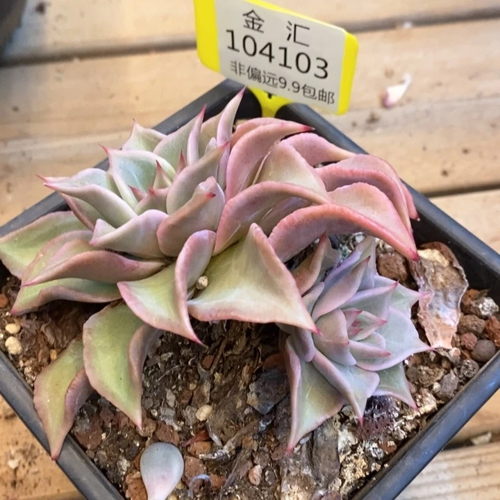 老桩饺子皮104103