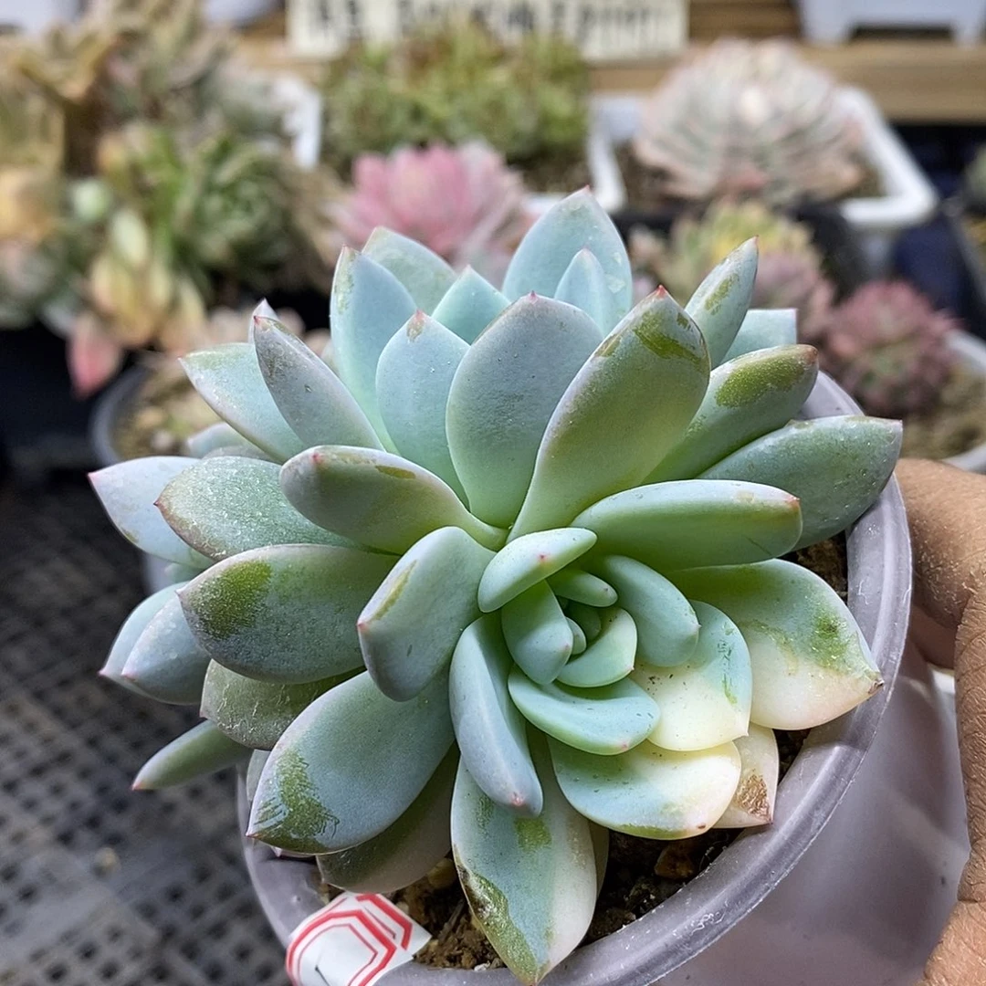 04112 橙梦露花脸锦 需延时发货