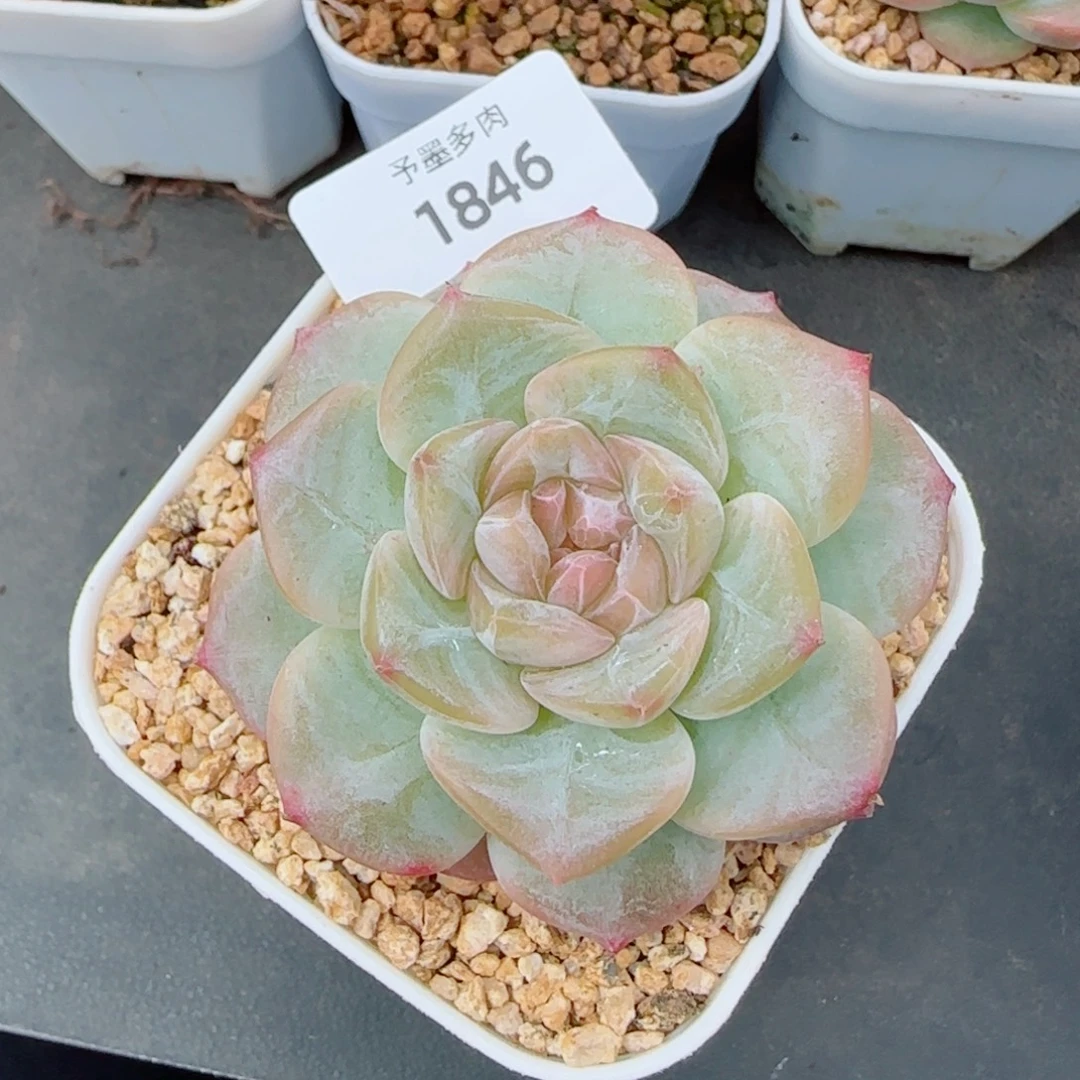 雪糕，1846多肉植物