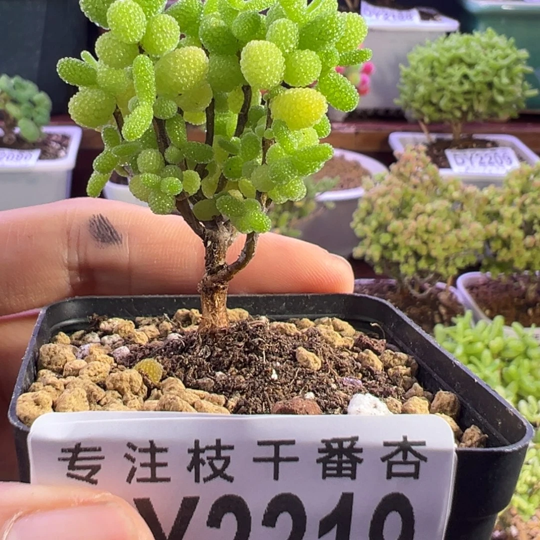 2219金桔糖球一物一拍福利