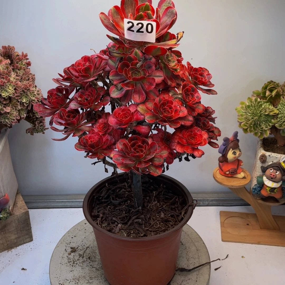 荟***蔚多肉植物香奈儿220