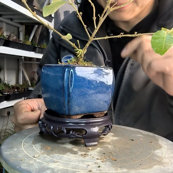 紫*兰小盆景小植物一物一拍19