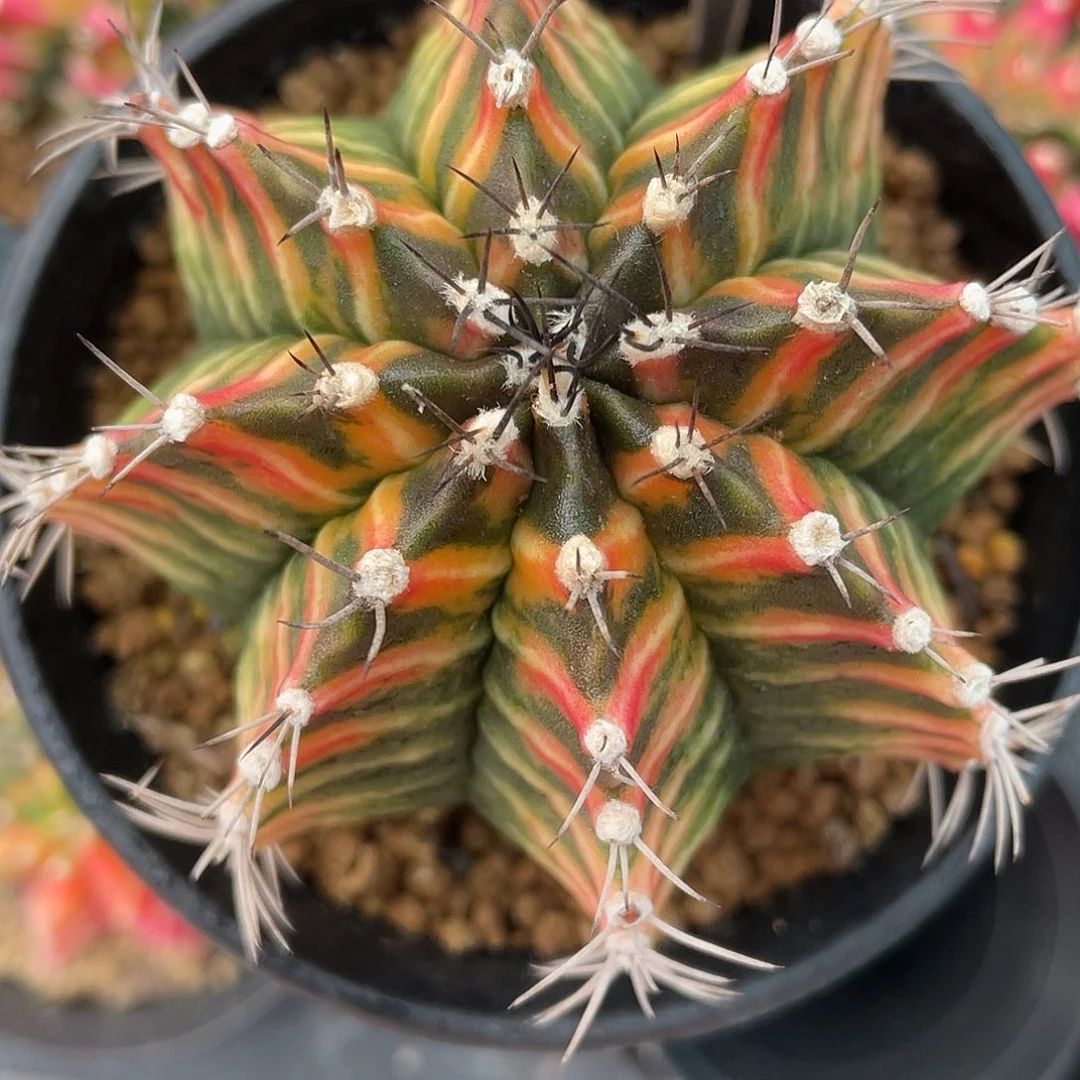 1-238米哈锦7.6厘米