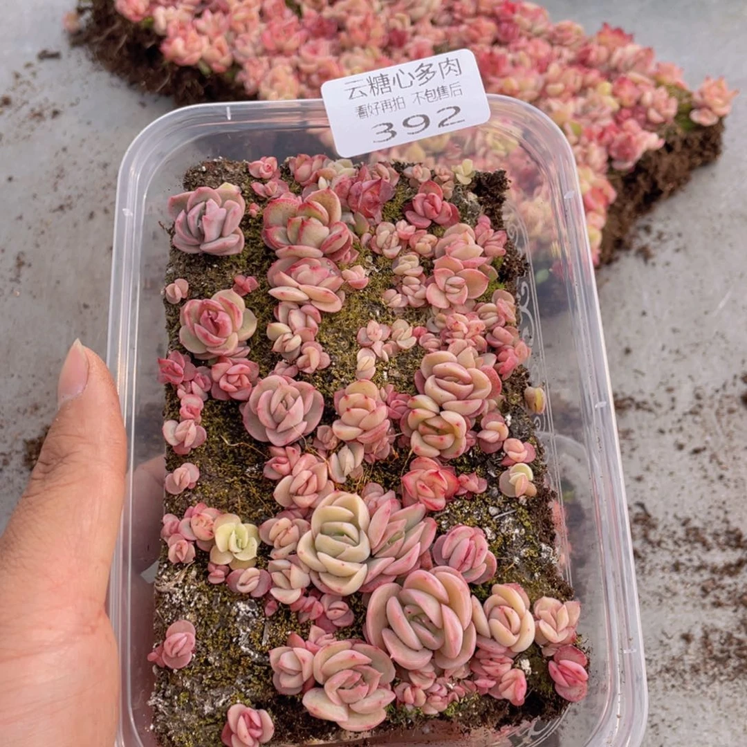 云糖心多肉植物392