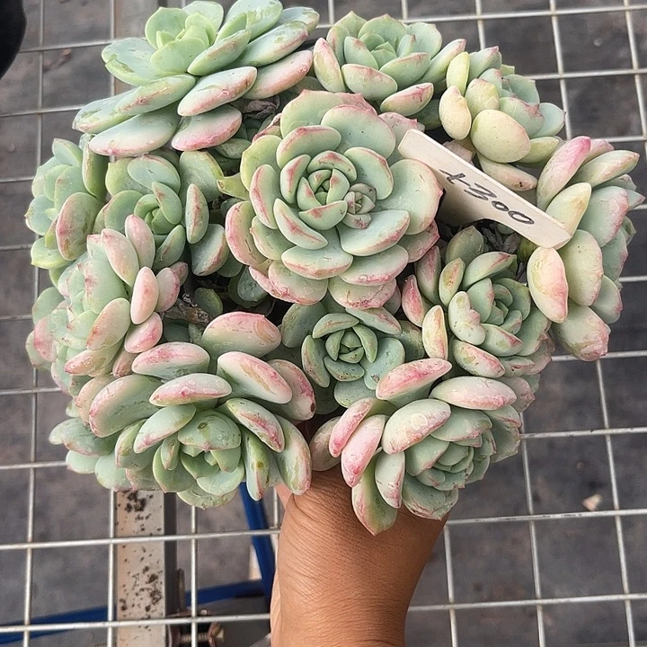 晨语多肉，一物一拍香草300