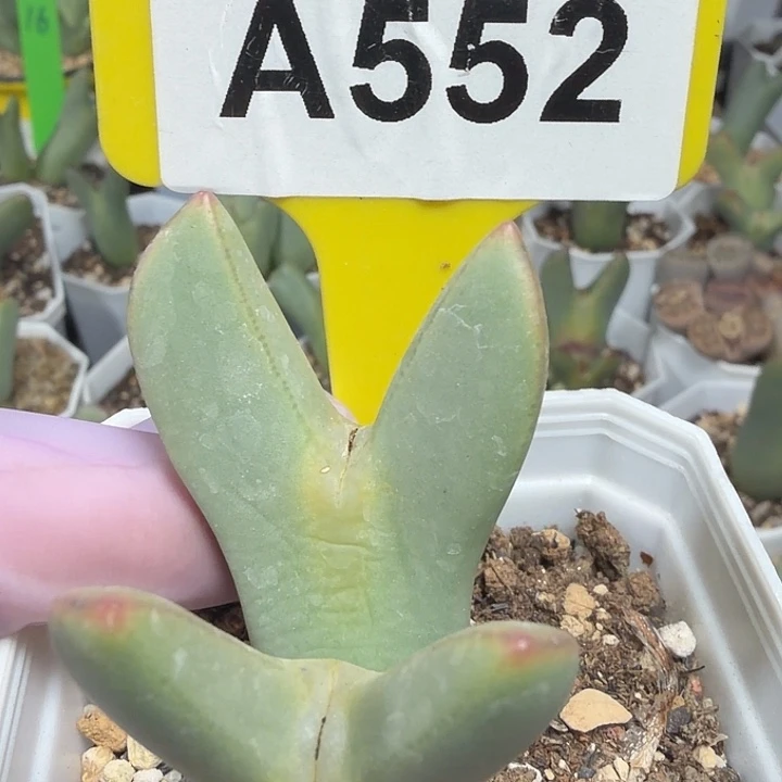 552mmmmnnnmmmmmmmmmmmmm
