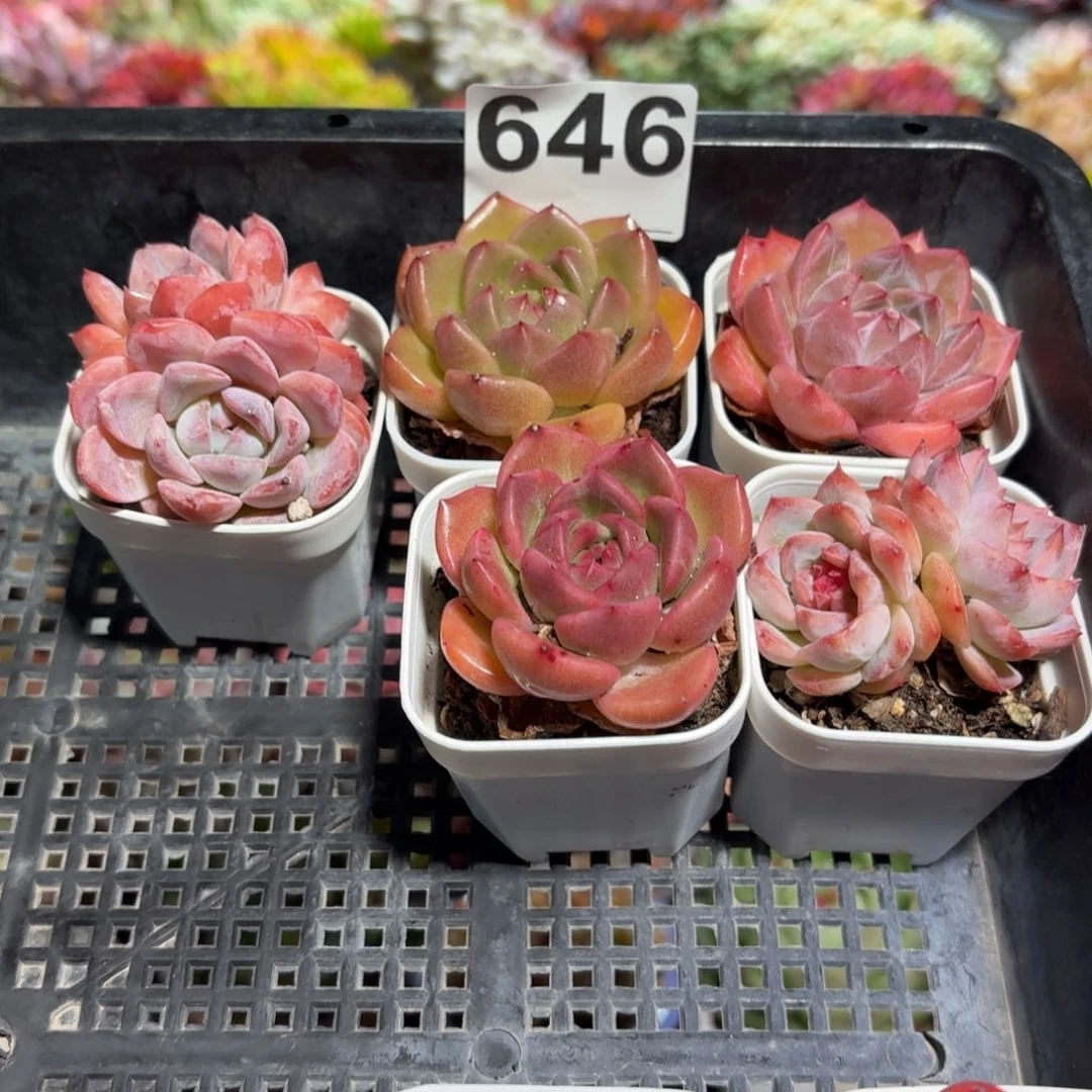 多肉杂交5颗一组646