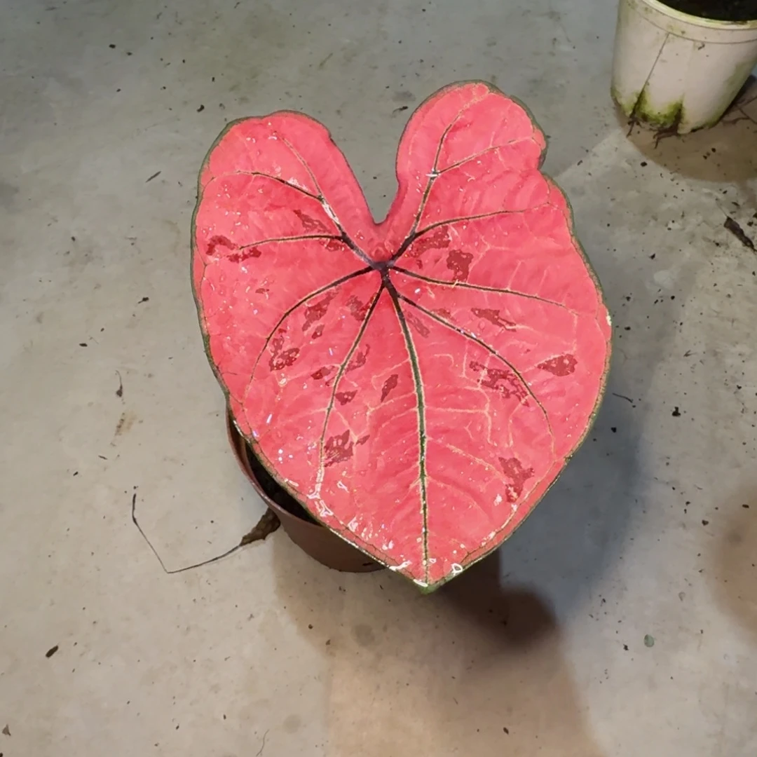 无花朵草莓   FD00054