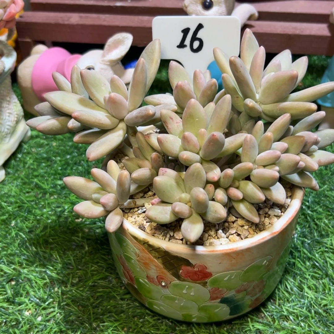 016……竞拍……白兰，地……