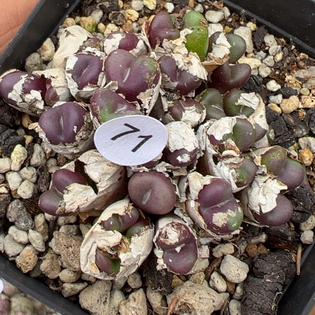 多肉植物1111111111111