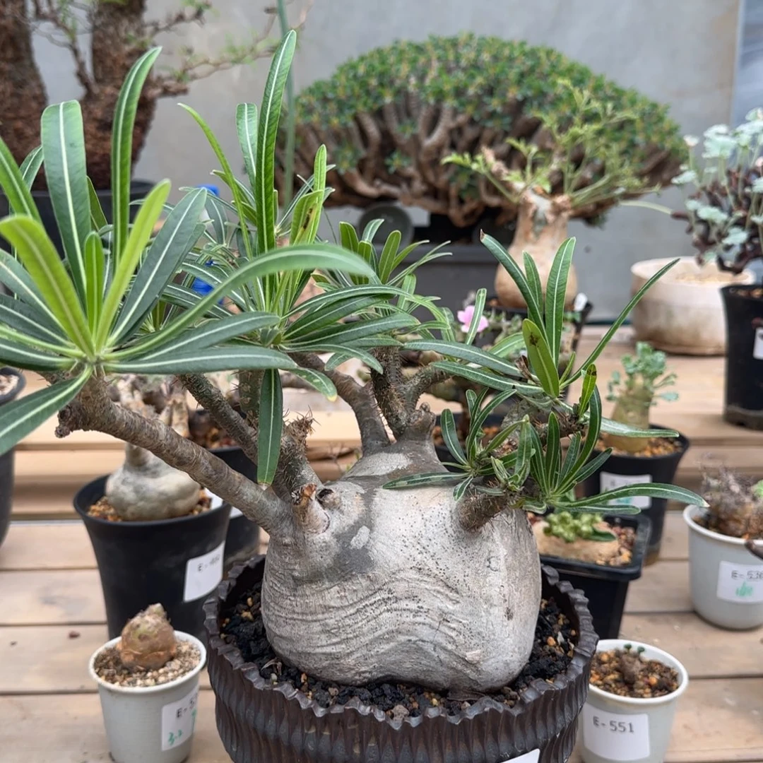 561象牙宫块根植物