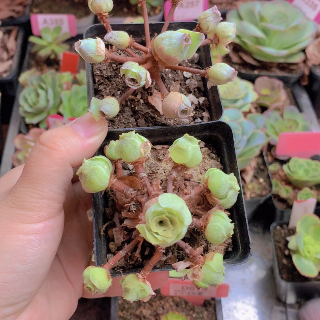 两个组合一物一拍yjj009