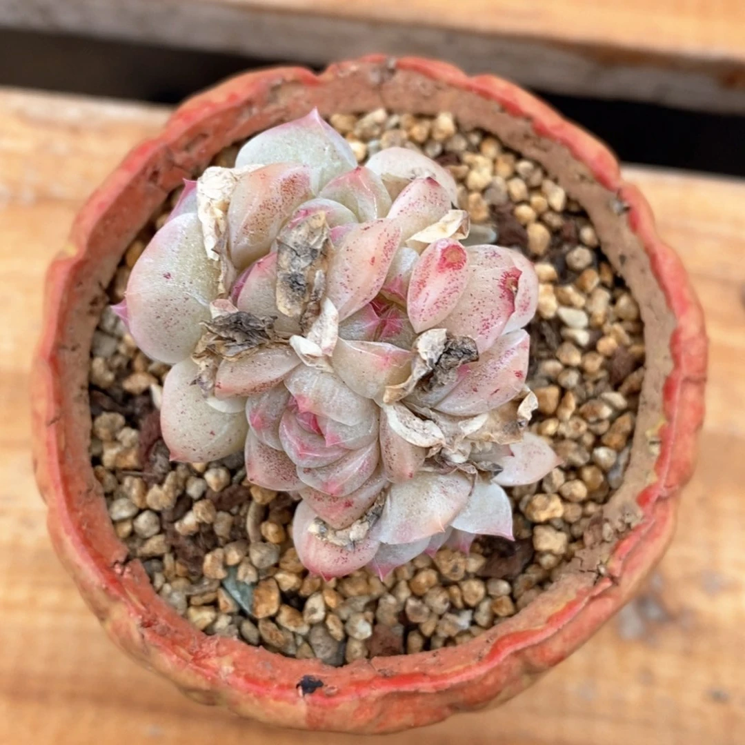 精品多肉一物一拍80