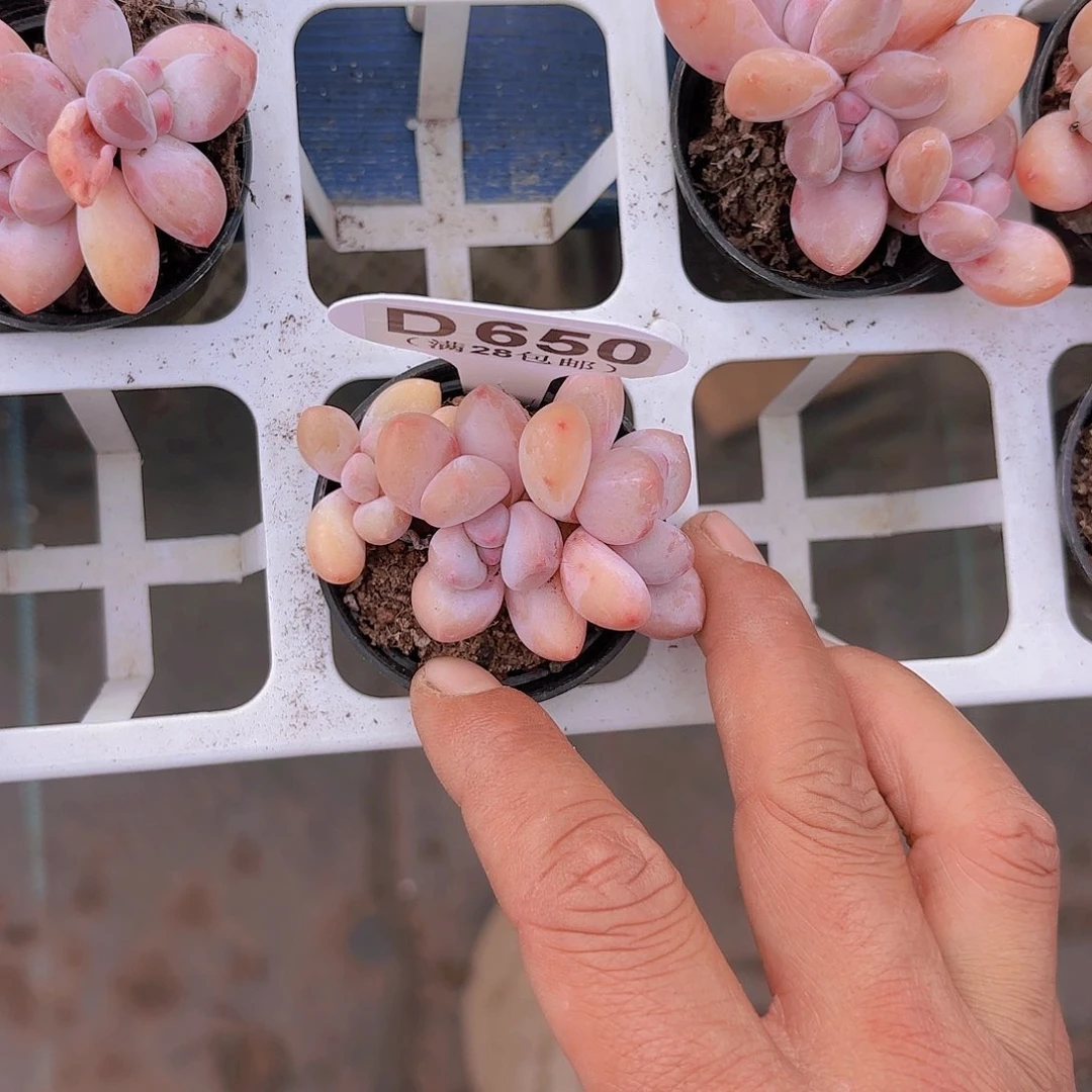 D650香水一物一拍