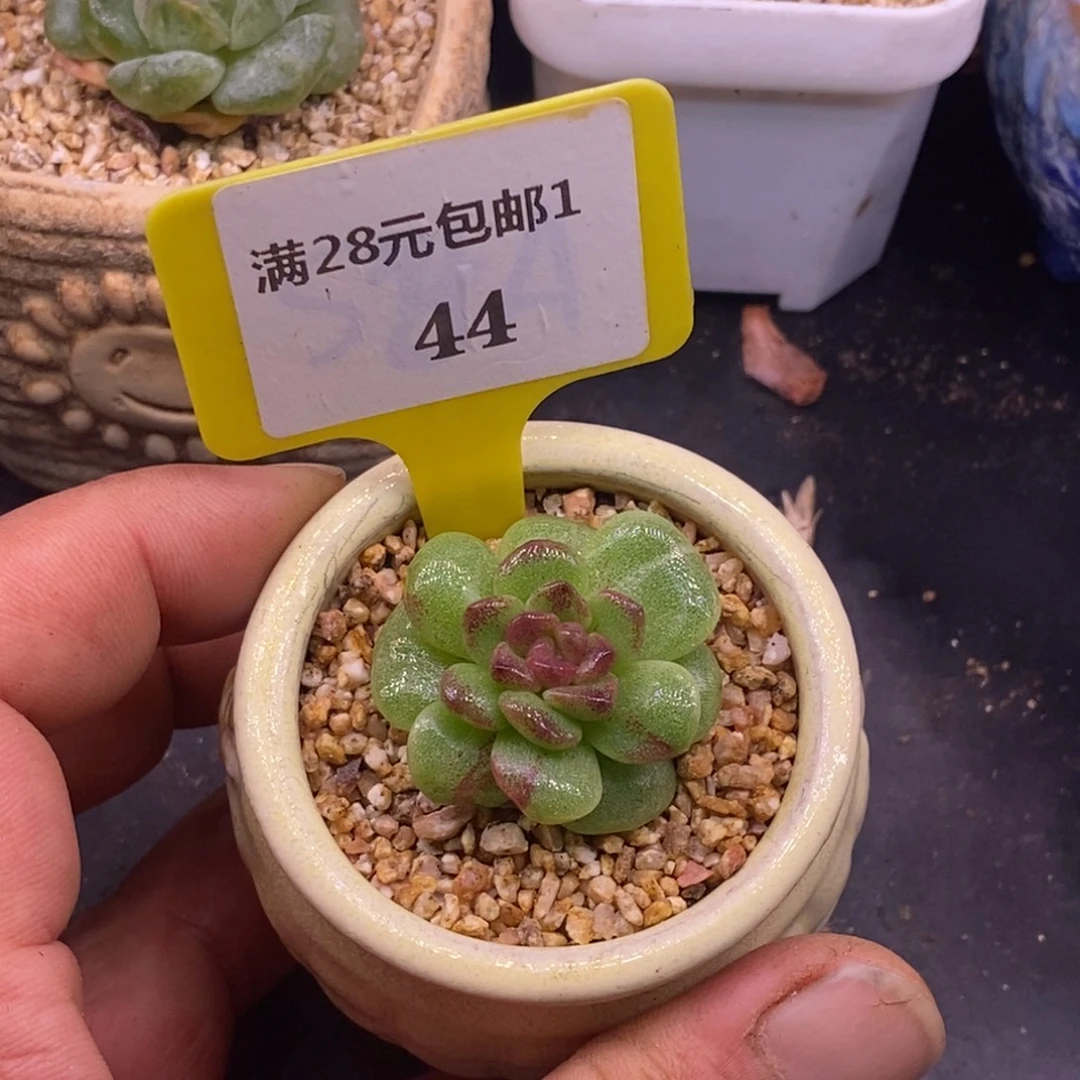 144带锦冰玉拉丝……