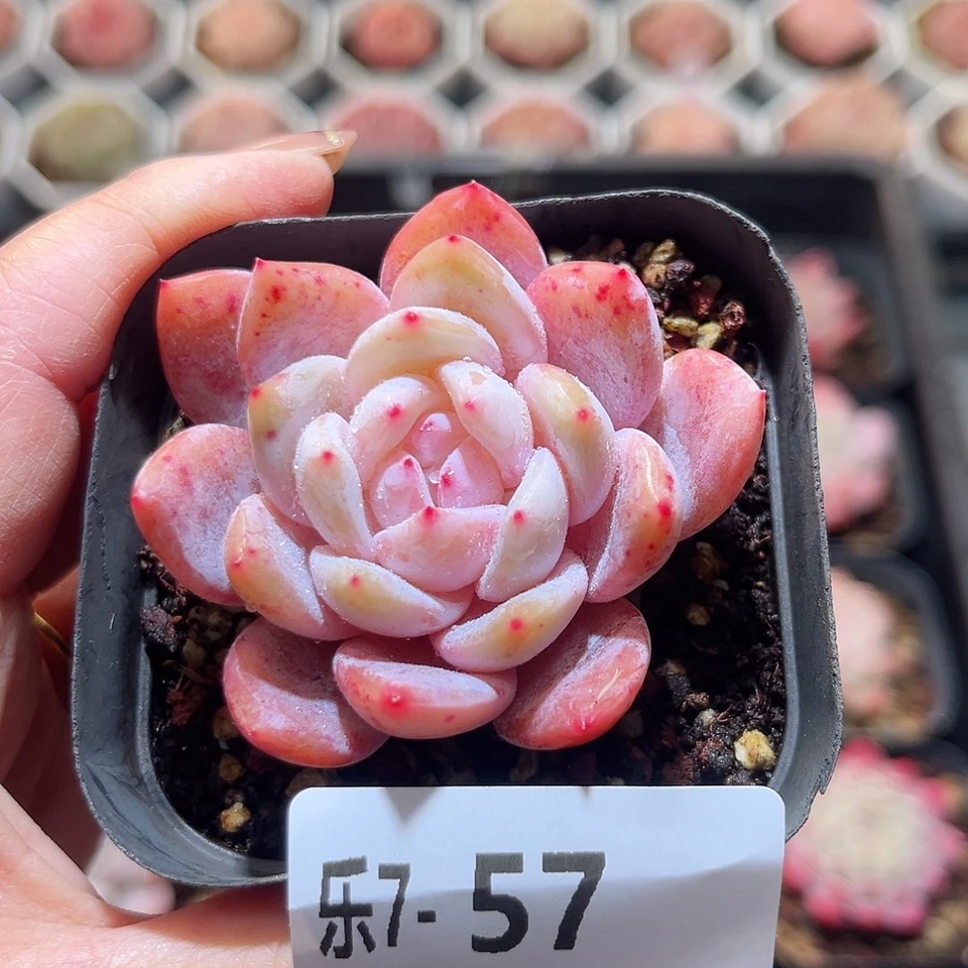 乐6-57 嫦娥单头