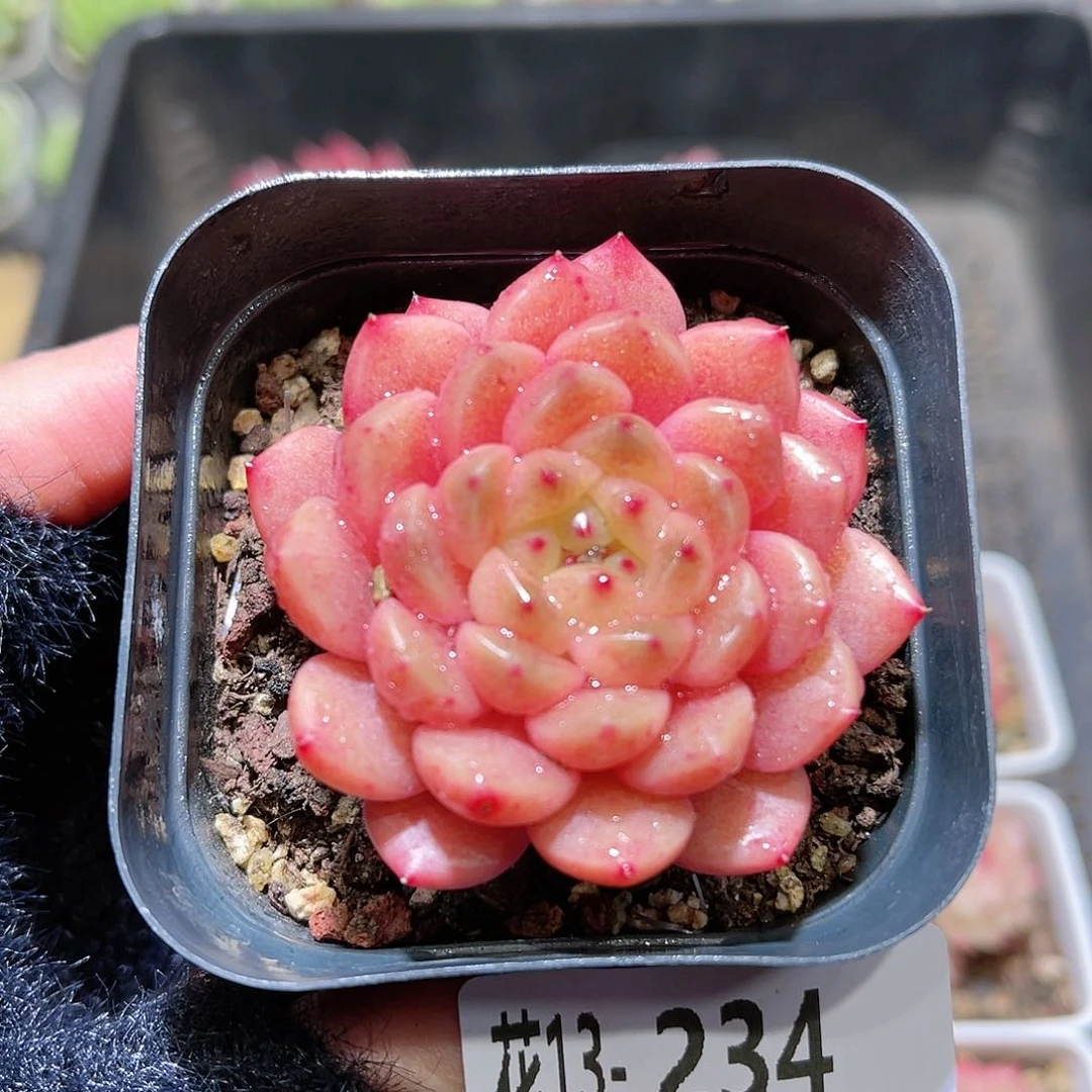 花利美13-234灵翠